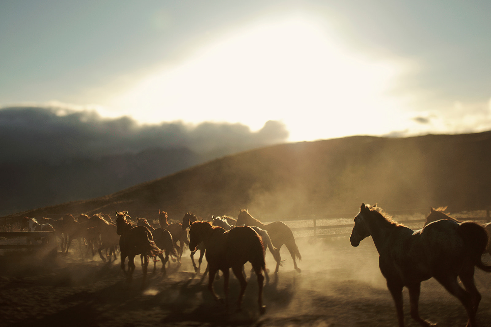 Wild horses running